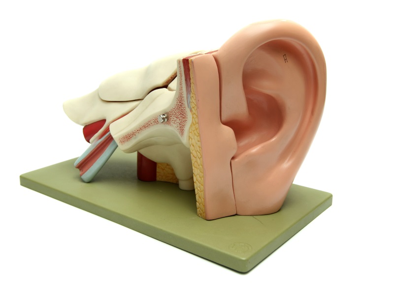 Anatomiczny model ludzkiego ucha/ sxc.hu