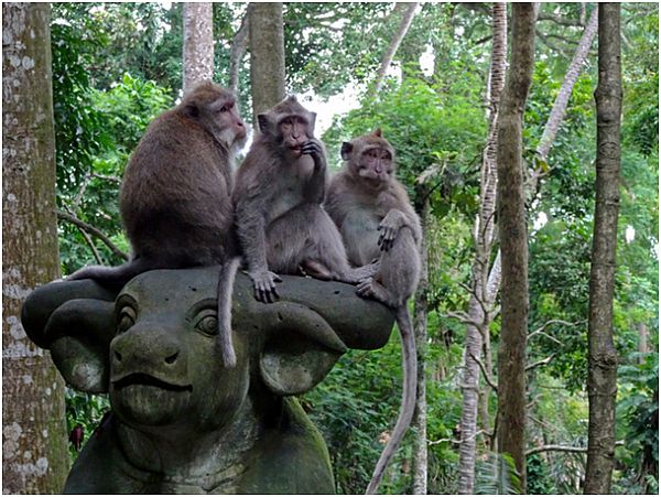 Trzy małpy siedzą na posągu przedstawiającym bawoła