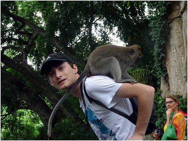 Małpa siedząca na plecach mężczyzny i grzebiąca mu w plecaku