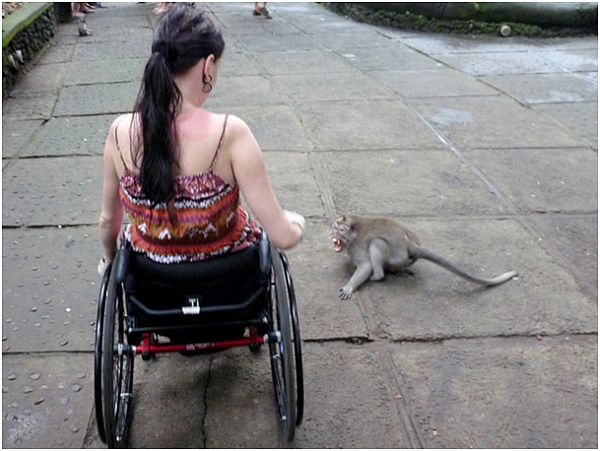 Małpa szczerzy kły na kobietę na wózku