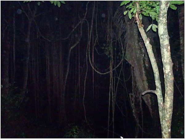 Zdjęcie dżungli w nocy