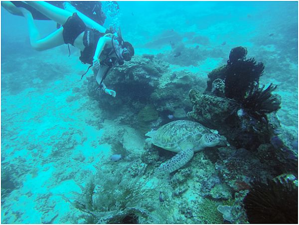 Zdjęcie podwodne. Ogromny żółw na dnie, nad nim nurkująca kobieta