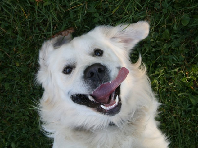 zadowolony pies na trawie
