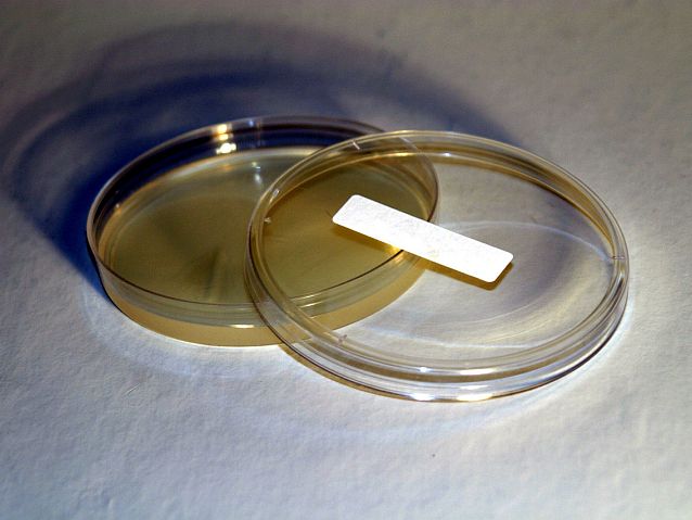 Płaska szklana płytka Petriego z płynną zawartością