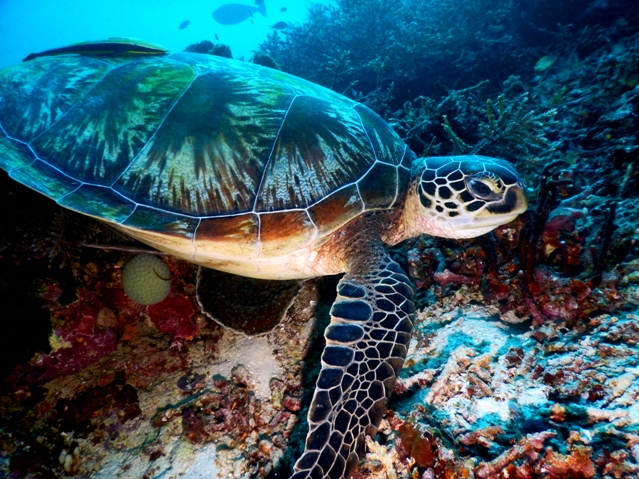 zdjęcie żółwia podczas nurkowania autora przy wyspie Raja Ampat