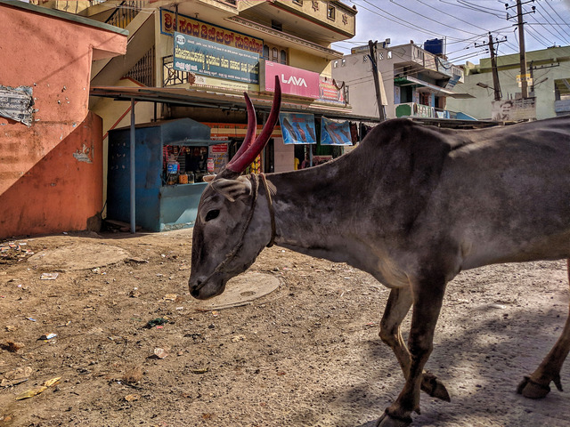 Krowa w środku miasta na ulicy