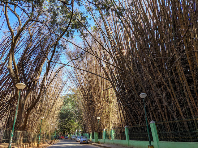 Wysokie bambusy rosnące po obu stronach ulicy