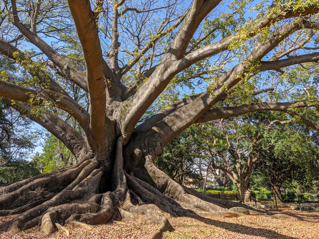 Dwustuletnie drzewo kapokowe, White Silk Cotton Tree, rozgałęzione na wszystkie strony