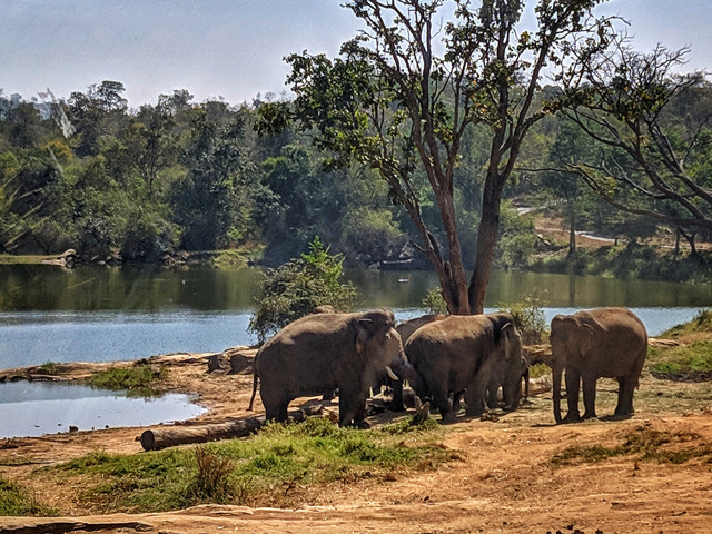 Słonie stoją w gromadzie nad rzeką