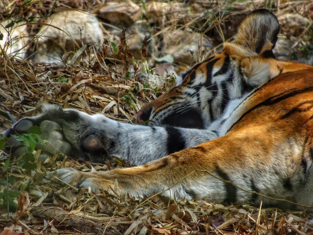 Śpiący tygrys bengalski