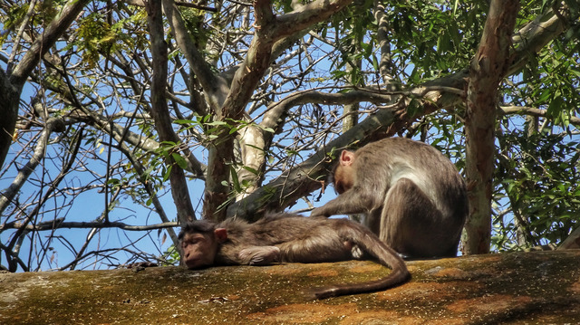 Dwie małpy, jedna siedzi i iska drugą, która leży na ziemi pod drzewem