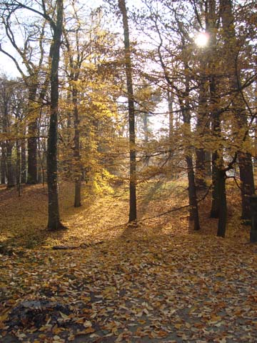 las na jesień