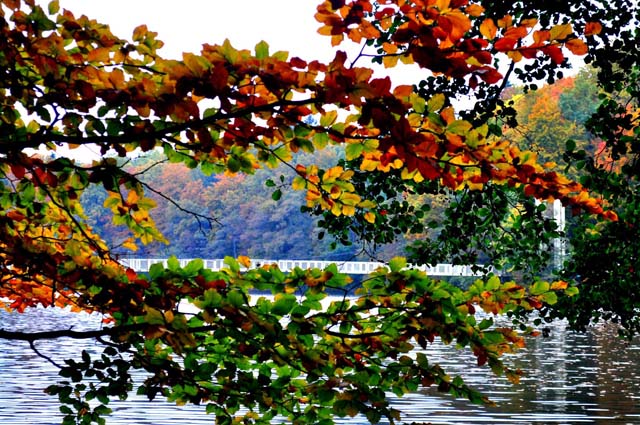 zza gałęzi z kolorowymi  liśćmi - jezioro i most