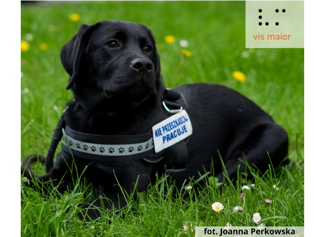 Na trawie leży czarny szczeniak labrador ubrany w szorki z napisem Nie przeszkadzaj. Pracuje W prawym górnym rogu znajduje się logo Fundacji w lewym dolnym rogu napis fot. Joanna Perkowska.