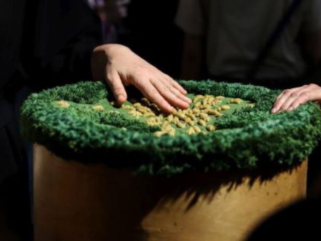 jeden z eksponatów wystawy. Dłoń dotyka zielonego, pokrytego czymś przypominającym mech eksponatu. 