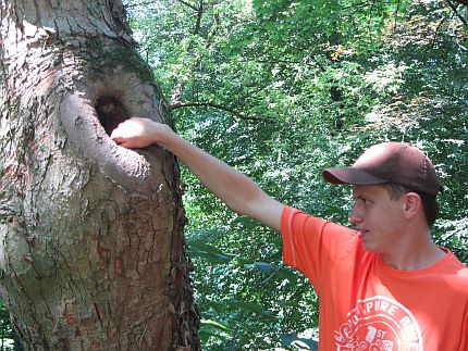 Młody mężczyzna wkłada rękę do dziupli w drzewie
