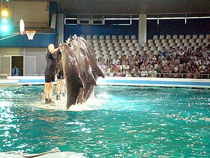 Będąc w Kłajpedzie nie można nie wstąpić do delfinarium, fot: Mikołaj Trybusiewicz